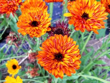 Calendula ‘Touch of Red Mix’ 