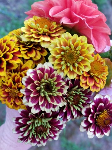 Zinnia 'Aztec Sunset Mix' 