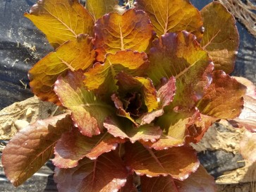 Lettuce 'Merveille des Quatre Saisons' 