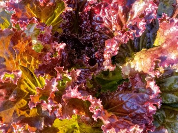 Lettuce ‘Red Sails’ 