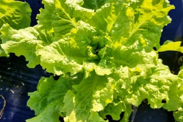 Lettuce ‘Crisp Mint’ AKA ‘Erthel’ 