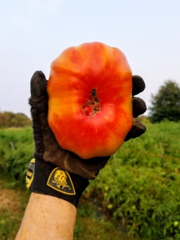 Tomato 'Marvel Stripe' 