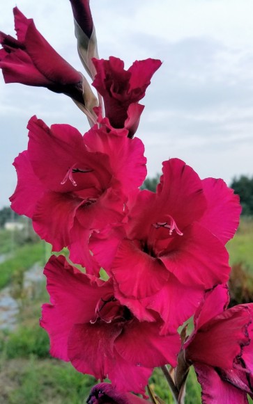 Gladiolus 'Plum Tart' Cormels - Shipping 2025 Spring - Harvested on our Farm - USDA Certified Organic