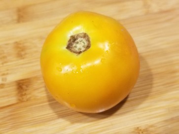 Tomato 'Orange King'