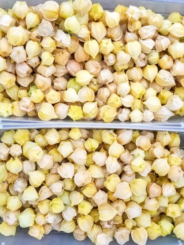 Ground Cherry