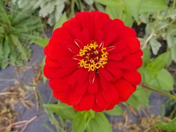 Zinnia 'Cherry Queen' 