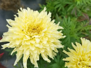 Marigold 'Snowdrift' 