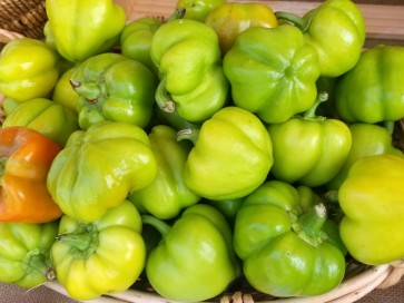 Hot Pepper ‘Hussli Tomato Pepper’ Seeds (Certified Organic)