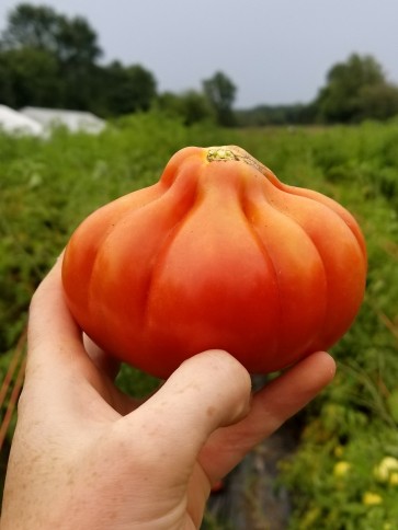 Tomato 'Belmonte'