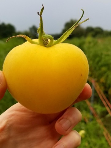 Tomato 'Garden Peach'