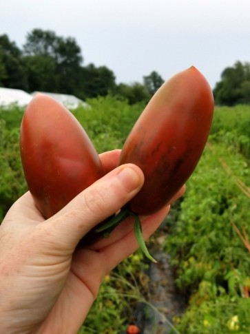 Tomato 'Black Icicle' 