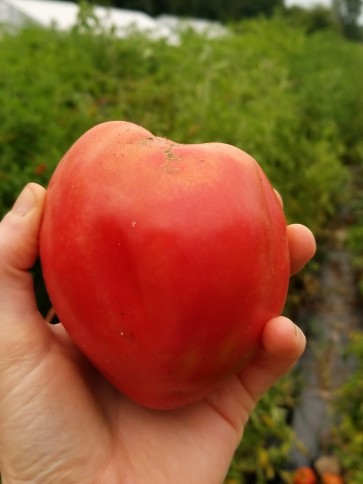 Tomato 'Anna Maria's Heart' 