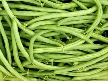 Snap Bean 'Blue Lake Pole' 