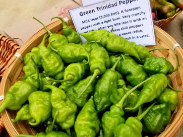 Mild Pepper 'Green Trinidad'