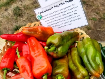 Hot Pepper ‘Leutschauer Paprika’