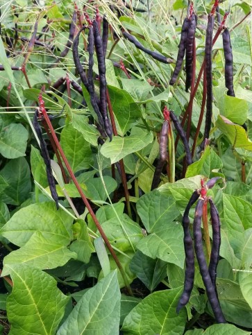 Pole Cowpea 'Pinkeye Purple Hull' 