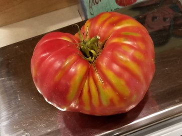 Tomato 'Church' 