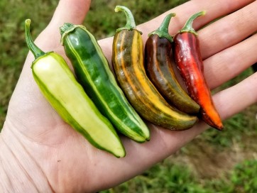 Hot Pepper ‘Fish’ Seeds (Certified Organic)