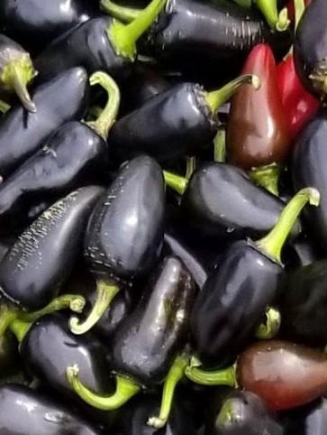 Hot Pepper ‘Purple Jalapeno Variegated Leaf’ Seeds (Certified Organic)