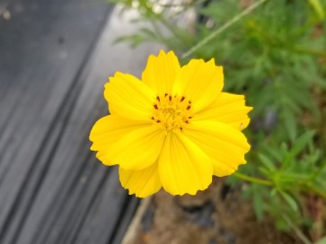 Yellow Cosmos