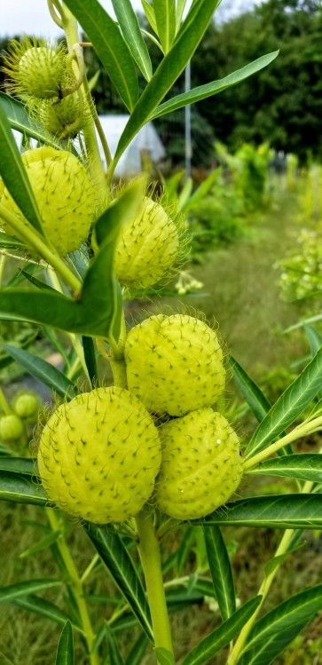 Balloon Plant AKA Hairy Balls Milkweed