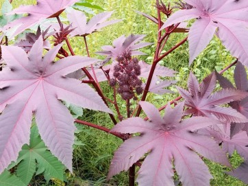 Purple Castor Bean