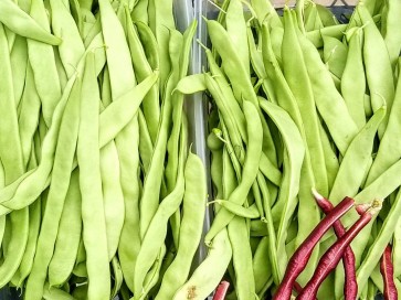 Pole Bean 'Helda' 