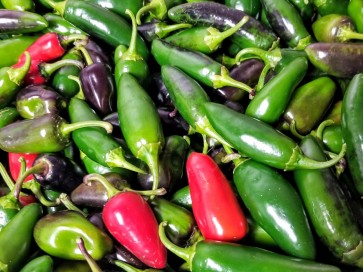 Hot Pepper ‘Traveler Jalapeno' 