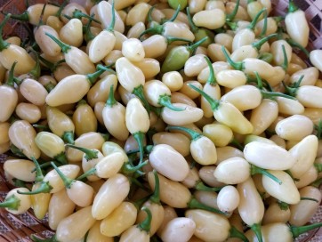 Hot Pepper ‘Peruvian White Habanero' 