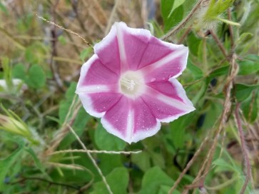 Morning Glory 'Chocolate Blizzard Fuji' 