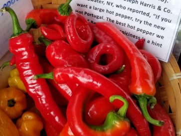 Hot Pepper ‘Hot Portugal’ 