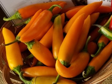 Hot Pepper ‘Bulgarian Carrot’ 