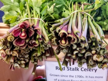 Celery 'Red Stalk' 