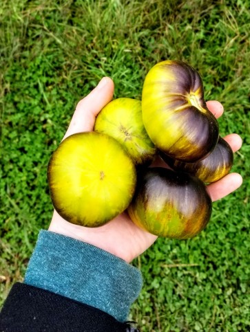 Tomato 'Xanadu Green Goddess'