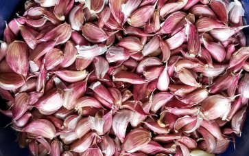 Certified Organic Rose de Lautrec Pink Culinary Garlic Harvested on our Farm - 4 oz. Bag