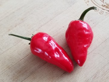 Hot Pepper ‘Hinkelhatz Chicken Heart’ 