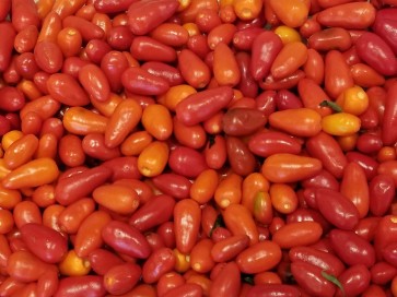 Hot Pepper ‘Pequin’ 