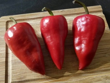 Hot Pepper ‘Chilhuacle Rojo' 