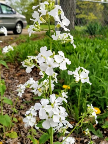 Money Plant AKA Silver Dollar 'Alba' Seeds (Certified Organic)