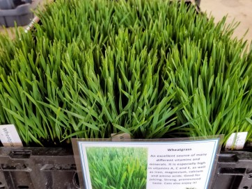 Wheatgrass / Catgrass Plant