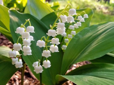 Lily of the Valley Seeds (Certified Organic)