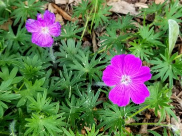 Hardy Geranium AKA Bloody Cranesbill Seeds (Certified Organic)