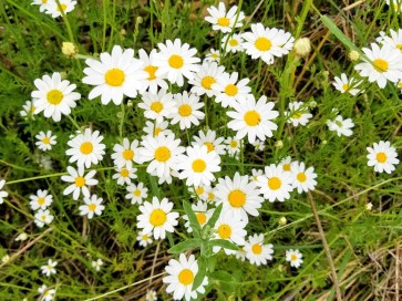 Roman Chamomile