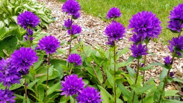 Clustered Bellflower 