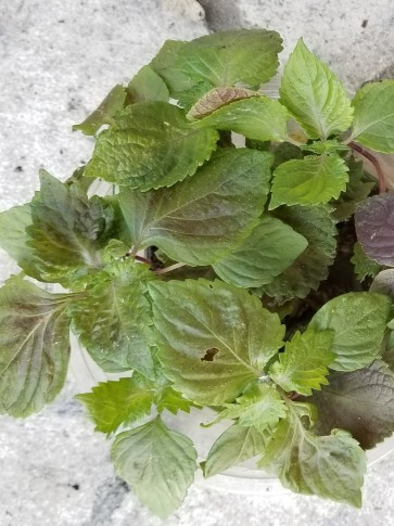 Herb 'Green-Purple Shiso' Plants (4PK)