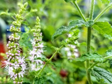 Herb 'Strawberry Mint' Plant (4" Pot)