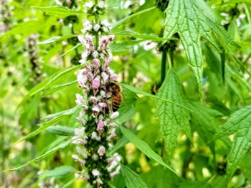 Common Motherwort Seeds (Certified Organic)