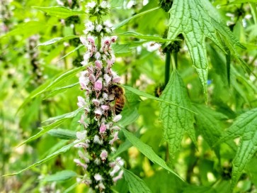 Common Motherwort Seeds (Certified Organic)