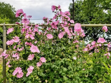 Tree Mallow 'Rosea' 