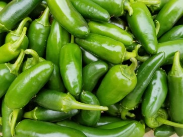 Hot Pepper 'Jalapeno'